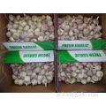 Tamanho 5.0 Normal White Garlic Crop 2019